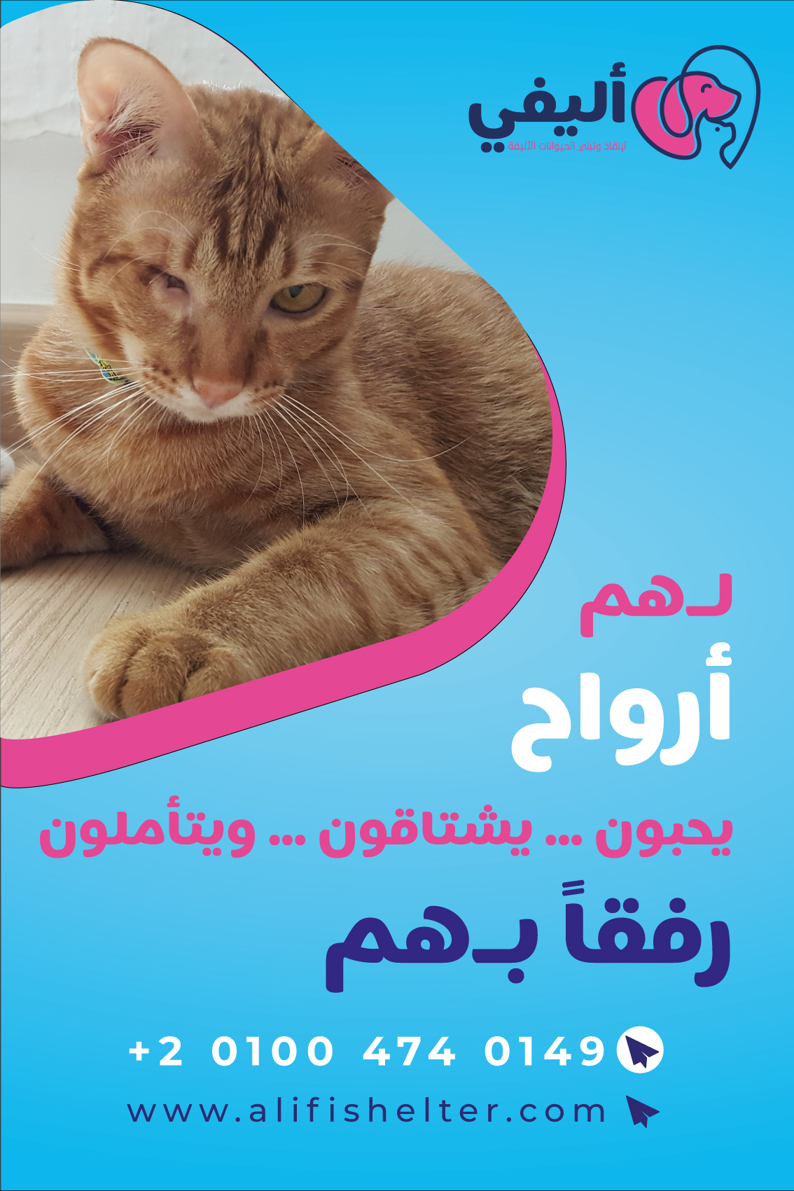 Alifi-Posters_01