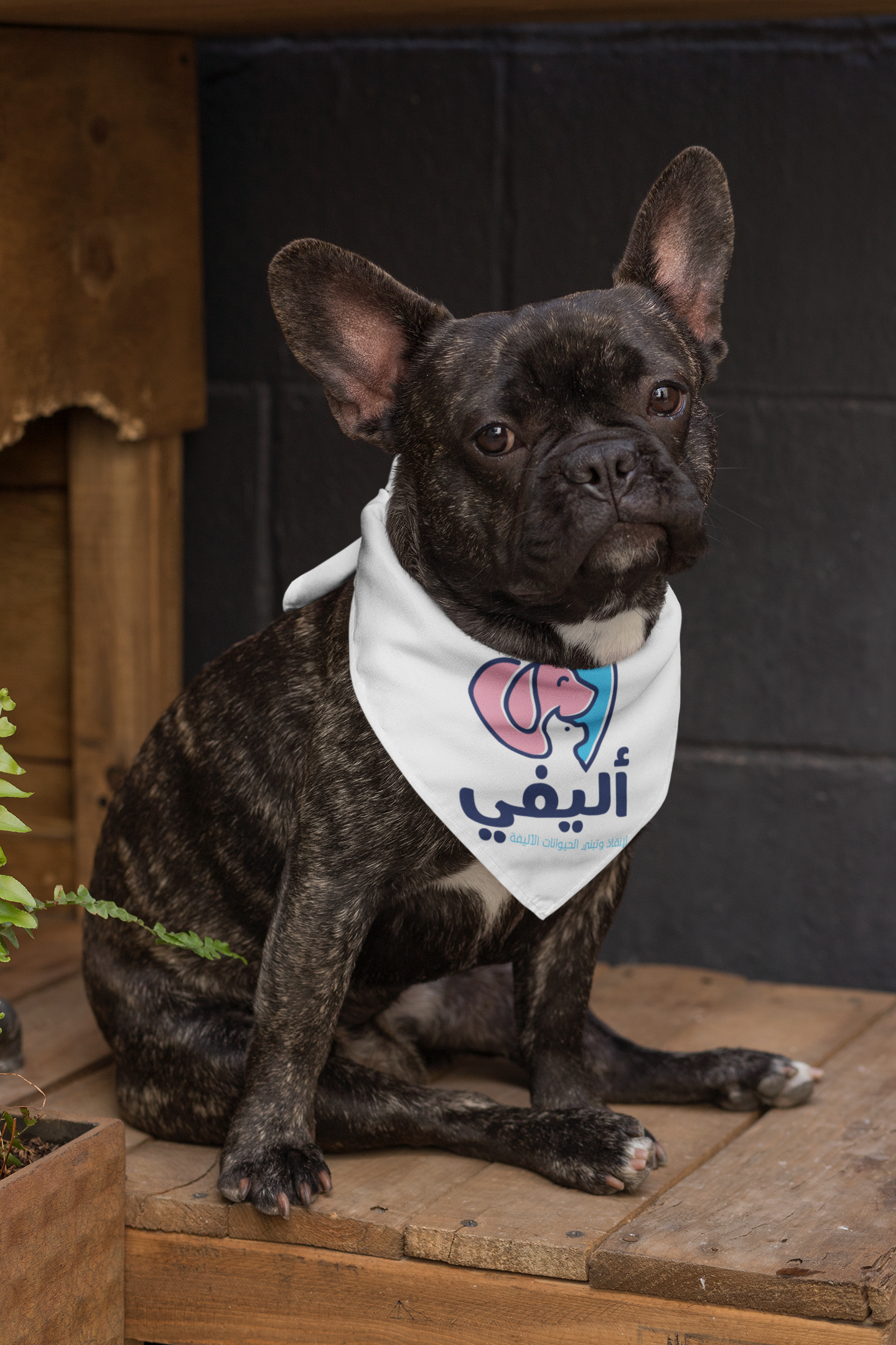 bandana-mockup-of-a-sitting-french-bulldog-33275